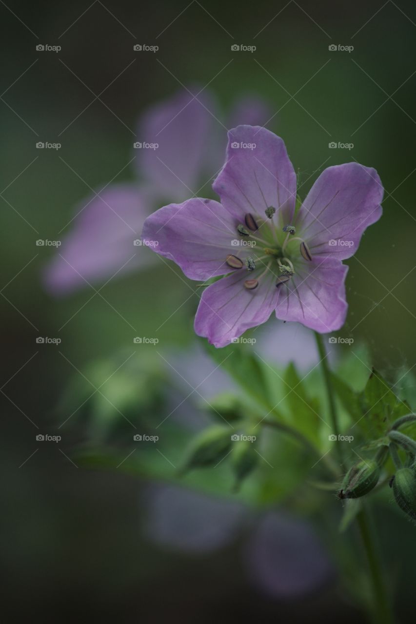 Purple flowers bloomed in the field