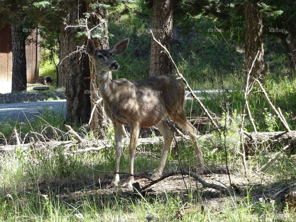 deer next to the houses in ruidoso
