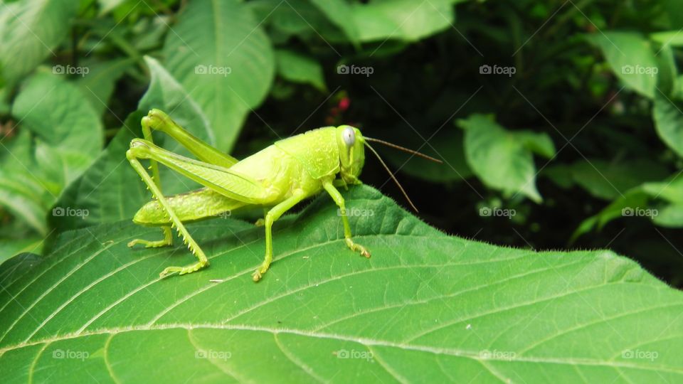 Green grasshopper photographed in Australia