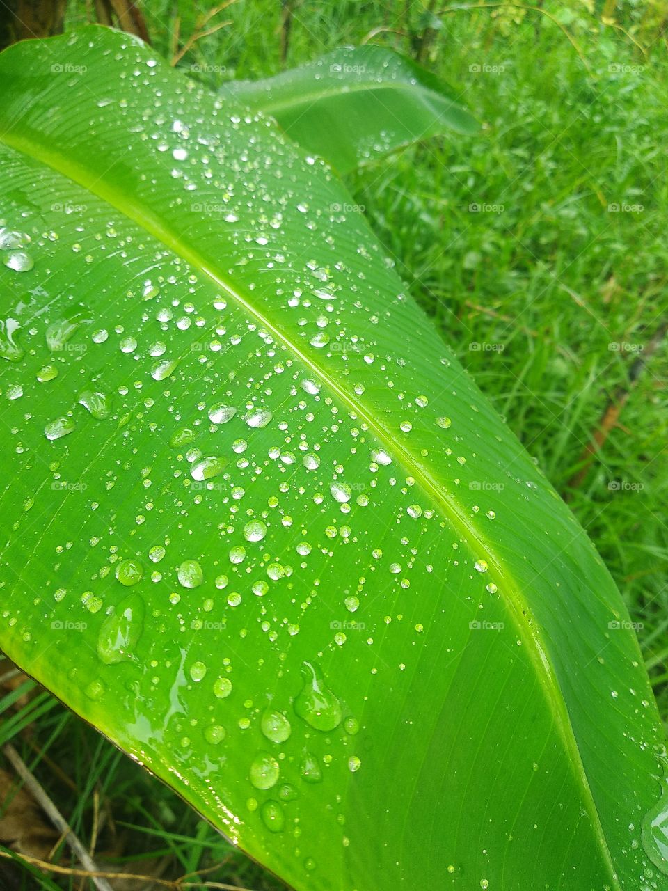 beautiful rain drop on banana leaf in nature in garden.