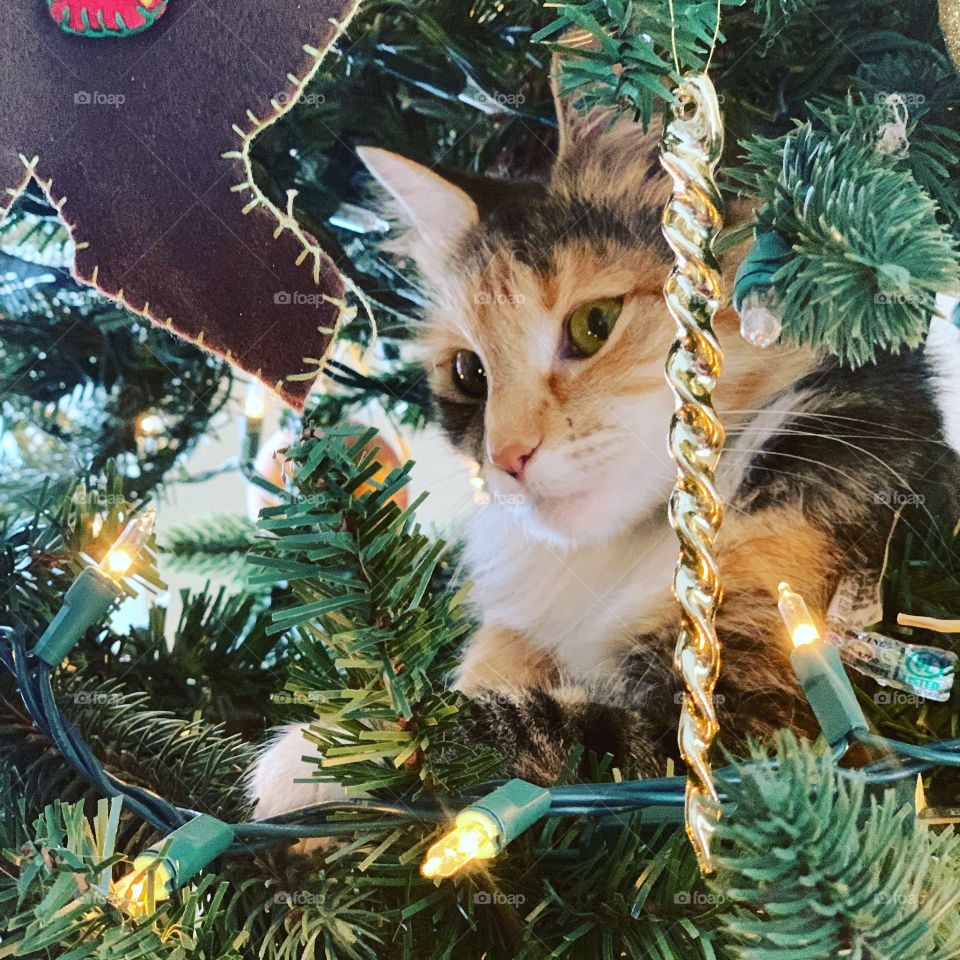 A fluffy Cat in a Christmas tree