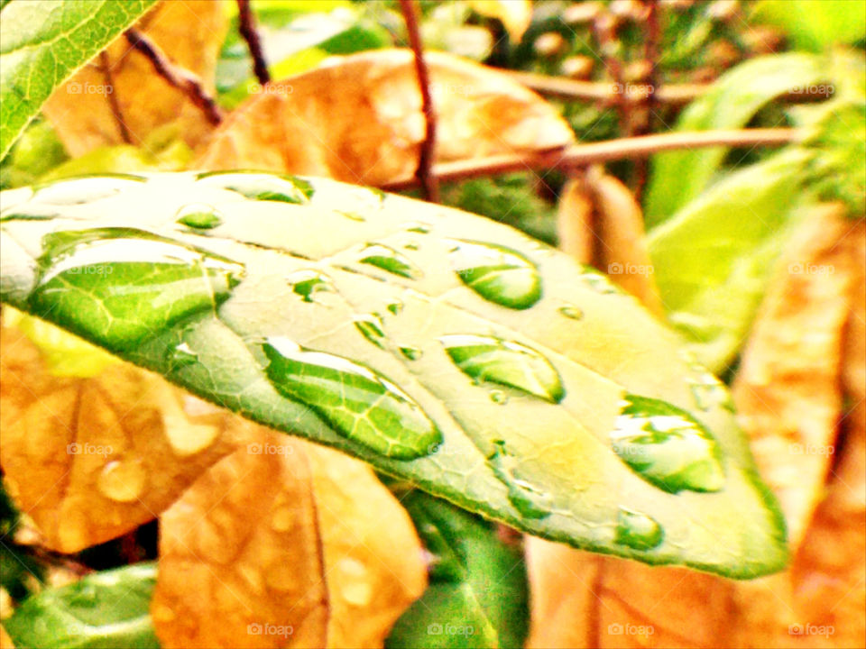 After rain. A lot of drops on the leave atter rain