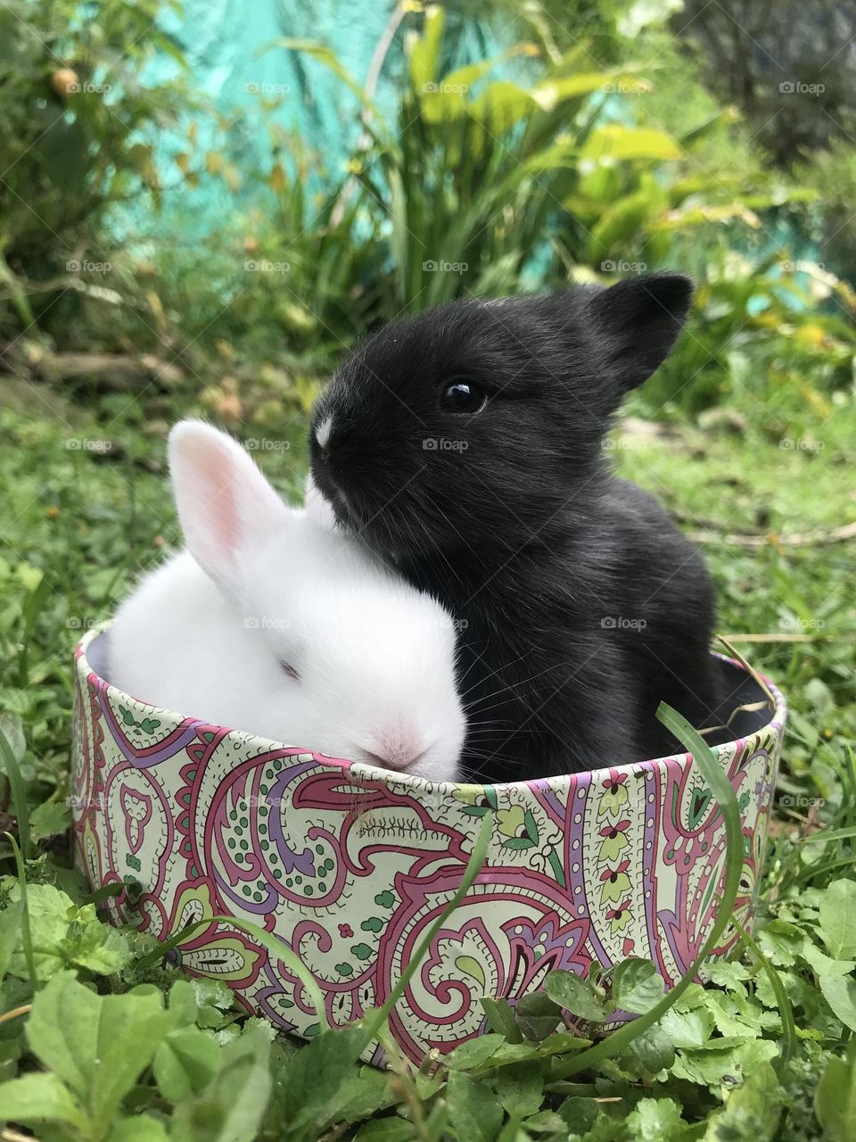 Babys rabbitt