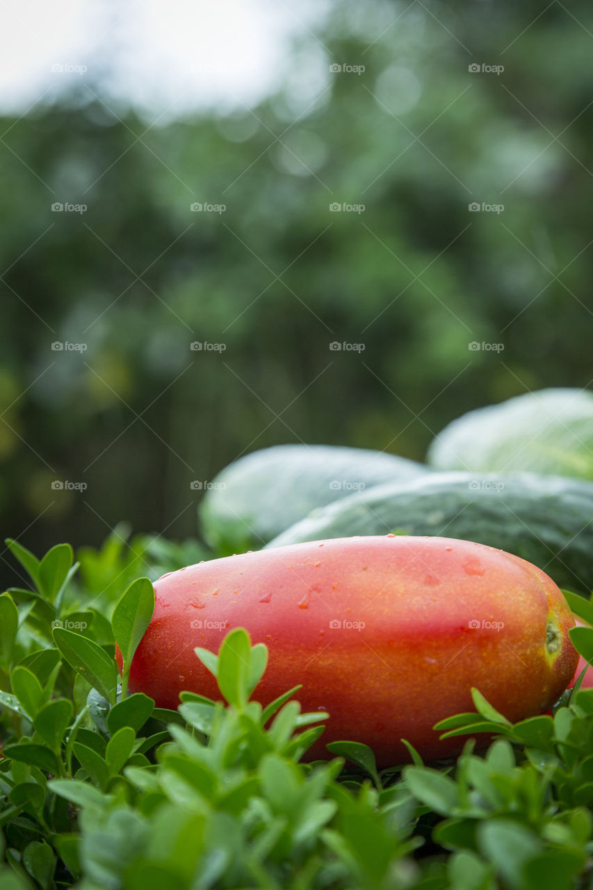 Cucumber and tomato