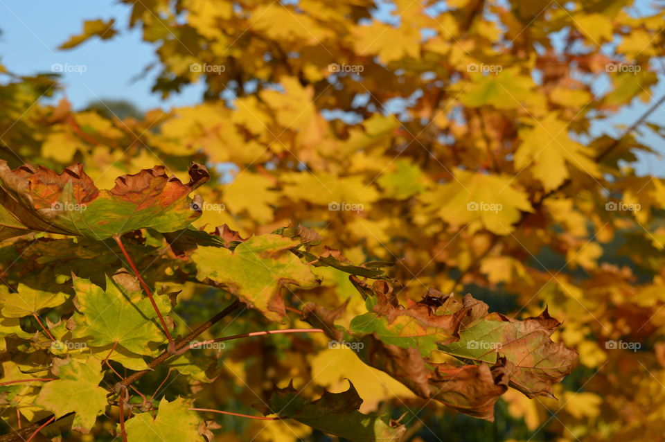 yellow autumn