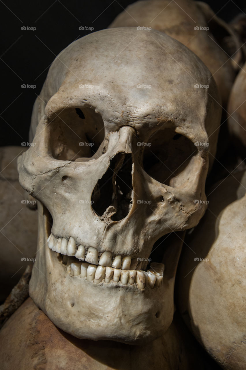 Skulls on show for the public at a local museum in Sweden.