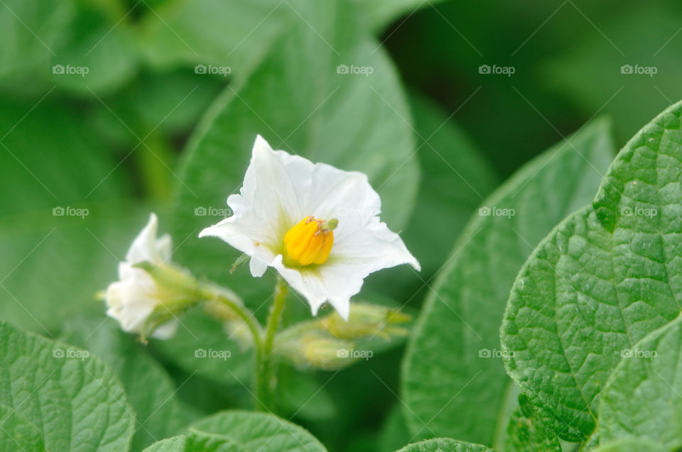 Kartoffel, Blüte, Blume, Schönheit, Weiß, Natur, Garten