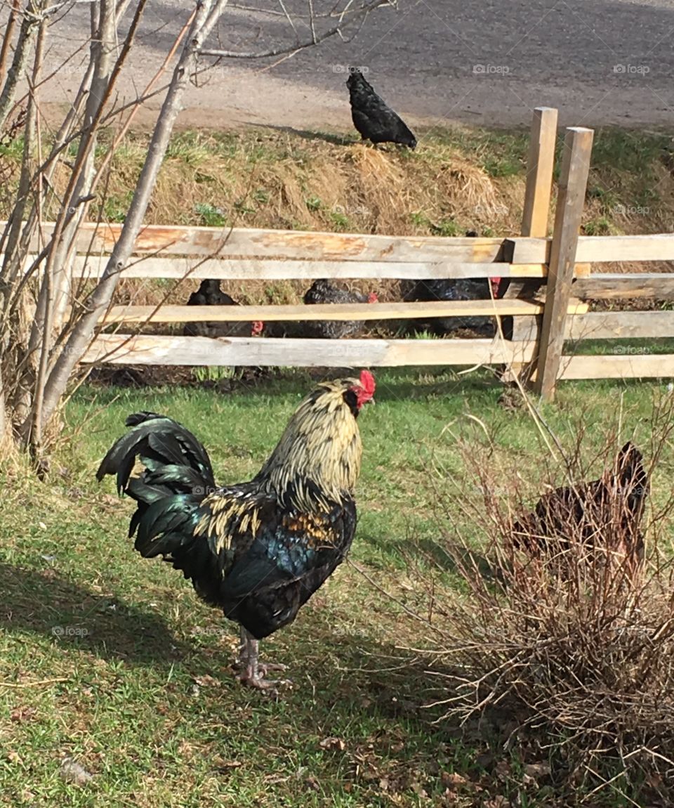 Rooster in the Yard