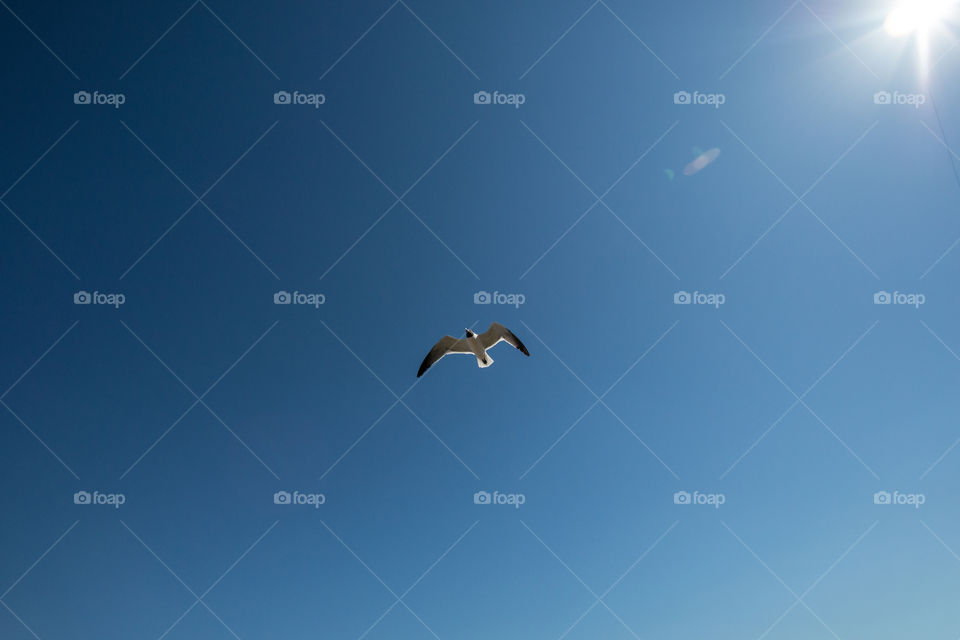 Sky, Bird, Flight, Outdoors, No Person