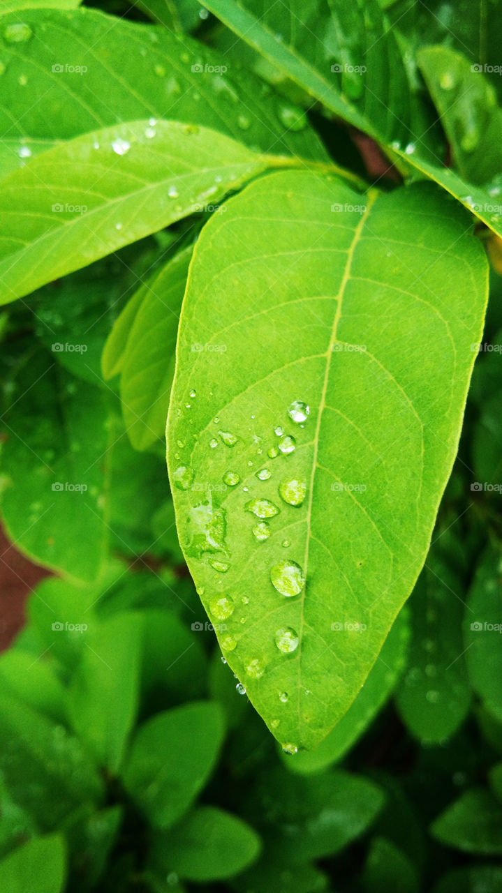 The green coloured leaves with rounded water drops having background of leaves.