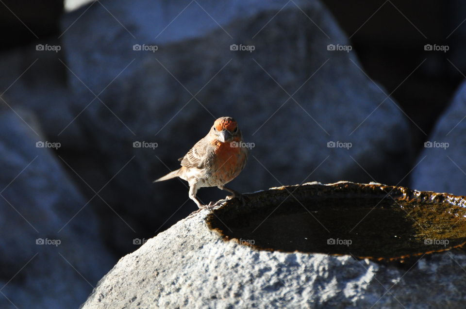 Red sparrow on a water basin