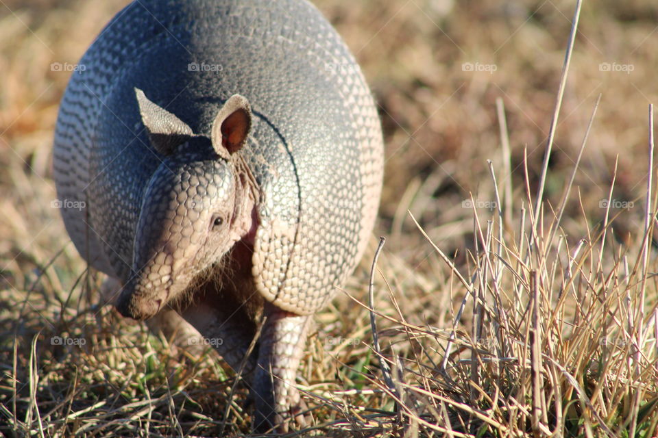 armadillo
