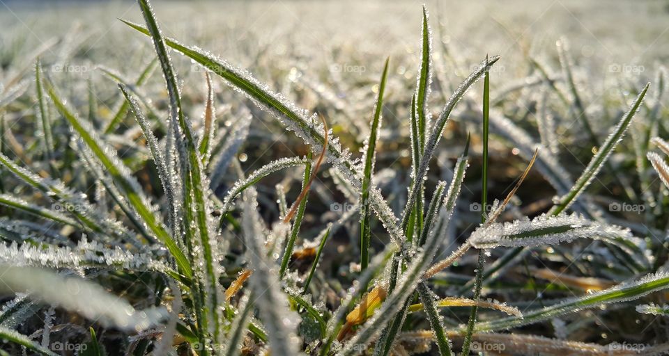 Winter morning frost  