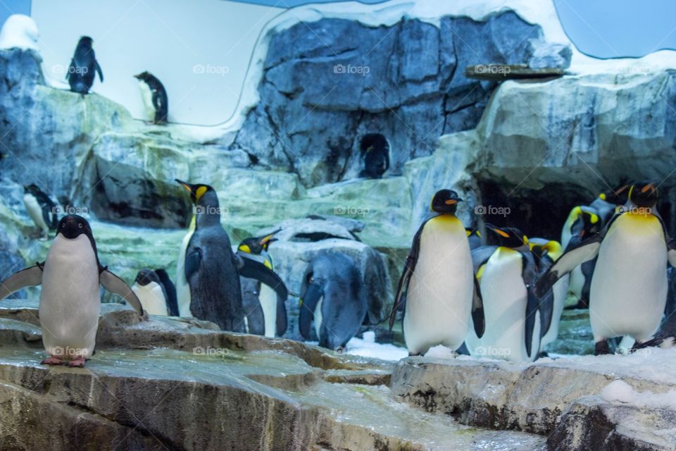 Penguins in a zoo. 