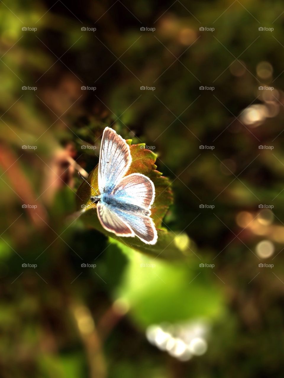 Blue butterfly 