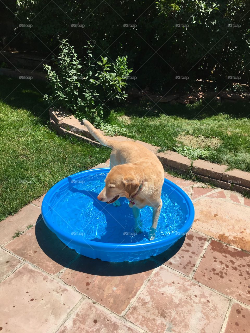 Fun in the summer time is for pets too