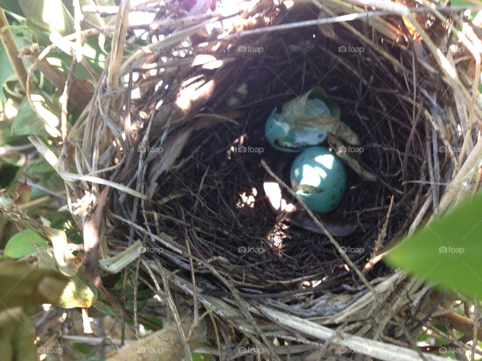 Broken Robin eggs 