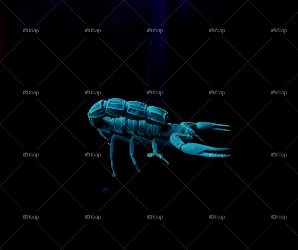 A glowing Emperor Scorpion. Under UV light, scorpions would glow blue-green. This glow comes from a substance found in the hyaline layer, a thin but tough coating that is found in a part of the scorpion's exoskeleton called the cuticle.