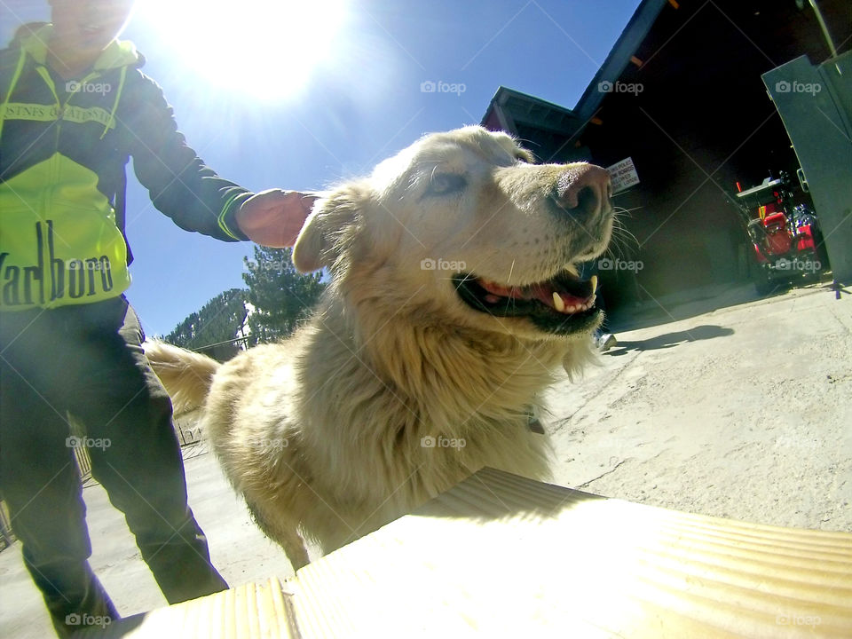 golden retriever smiling