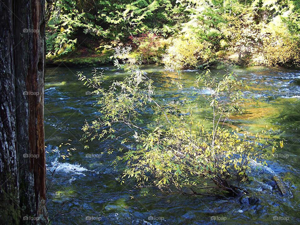 Sun rays penetrate the thick trees of the forests around Western Oregon’s McKenzie River and beautifully illuminate the water and surrounding trees on the banks of the river on a fall day. 