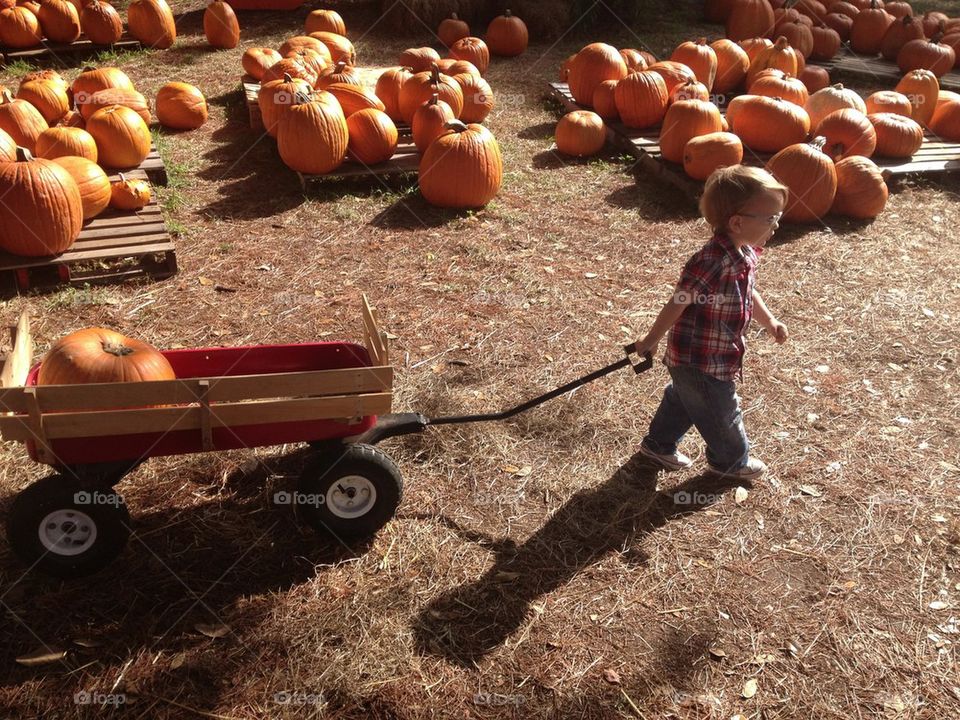 Pumpkin picking