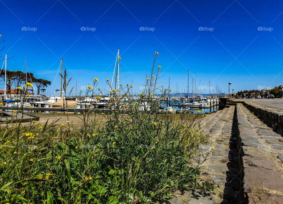 View down Marina boulevard in San Francisco California at the Saint Francis Yacht Club, with sailboats, yellow flowers, joggers, marina, water, street view, cobblestone, steps