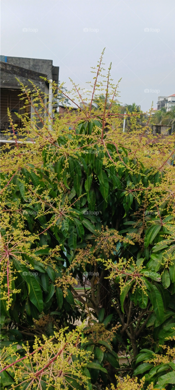 Mango Flower (Amer Mukul)