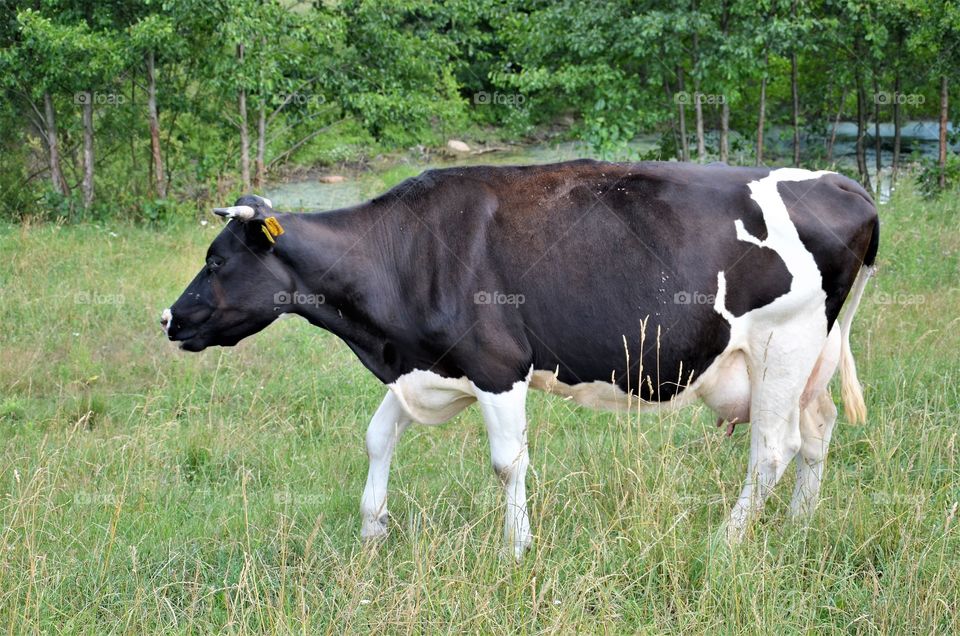 Cow on the meadow