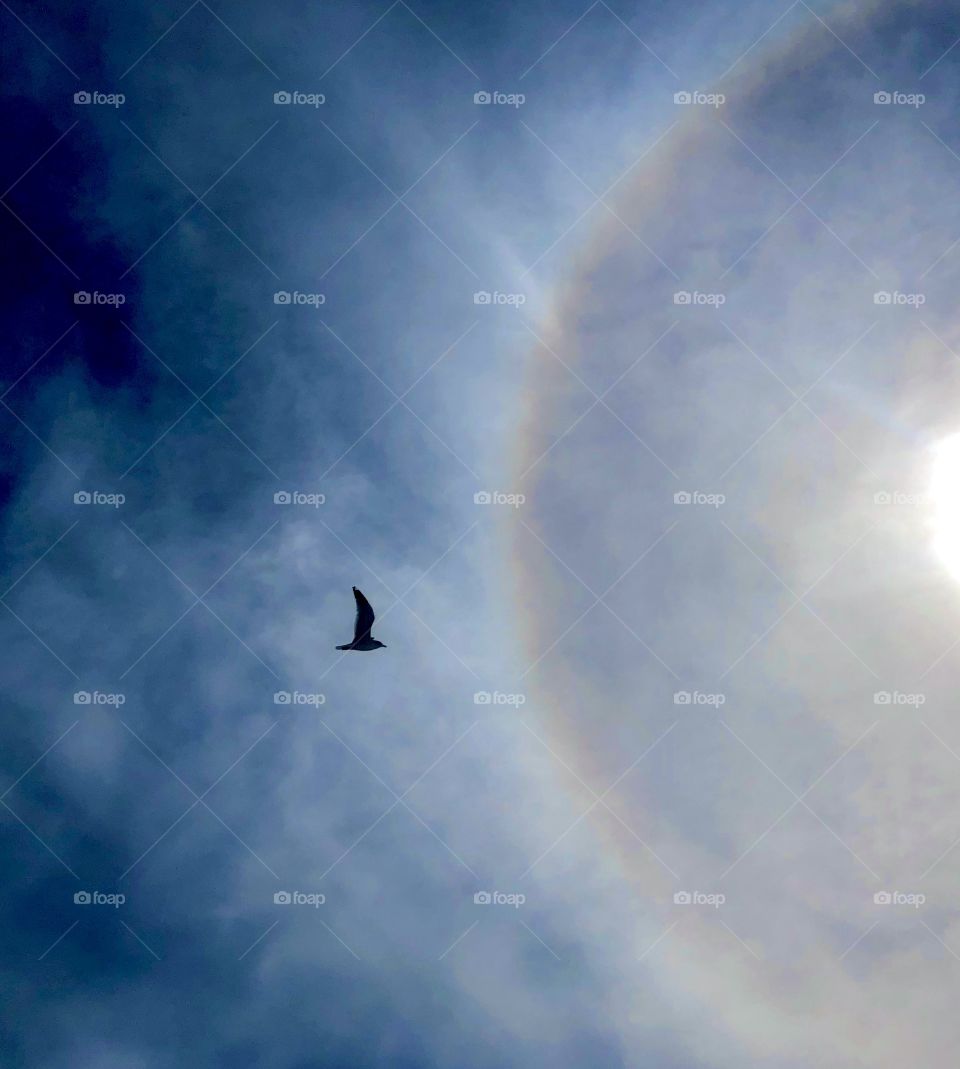 Silhouette of seagull against blue sky with streaky clouds and a sun halo ring