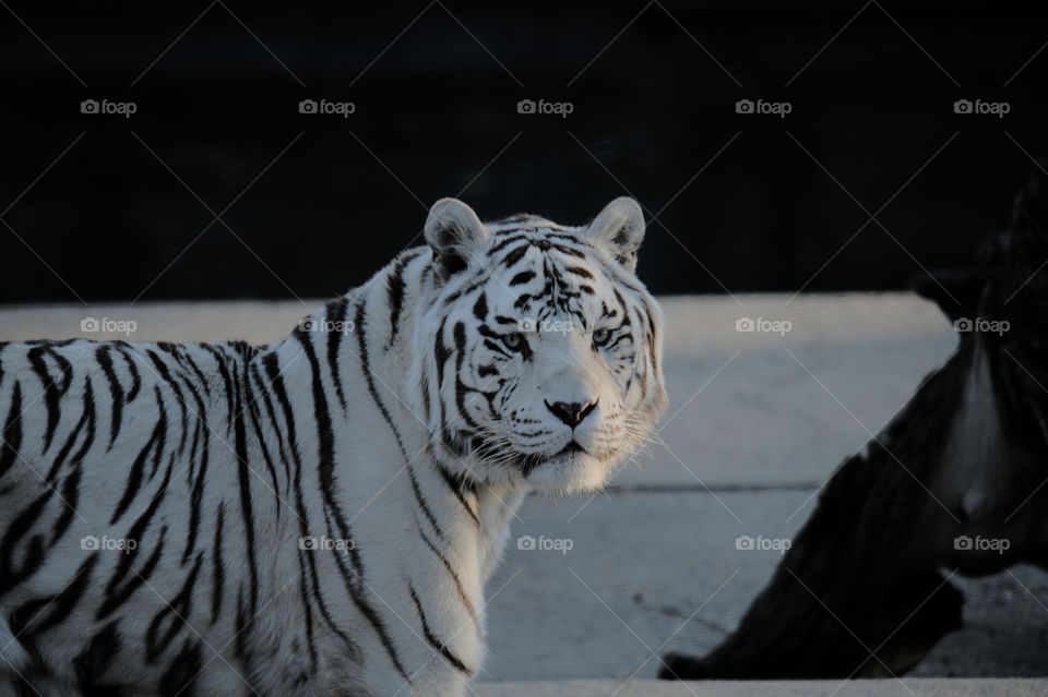 Tigre Albino-Albino Tiger