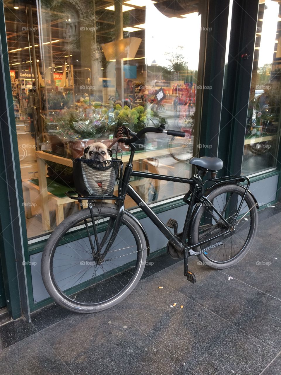 Pug in a basket