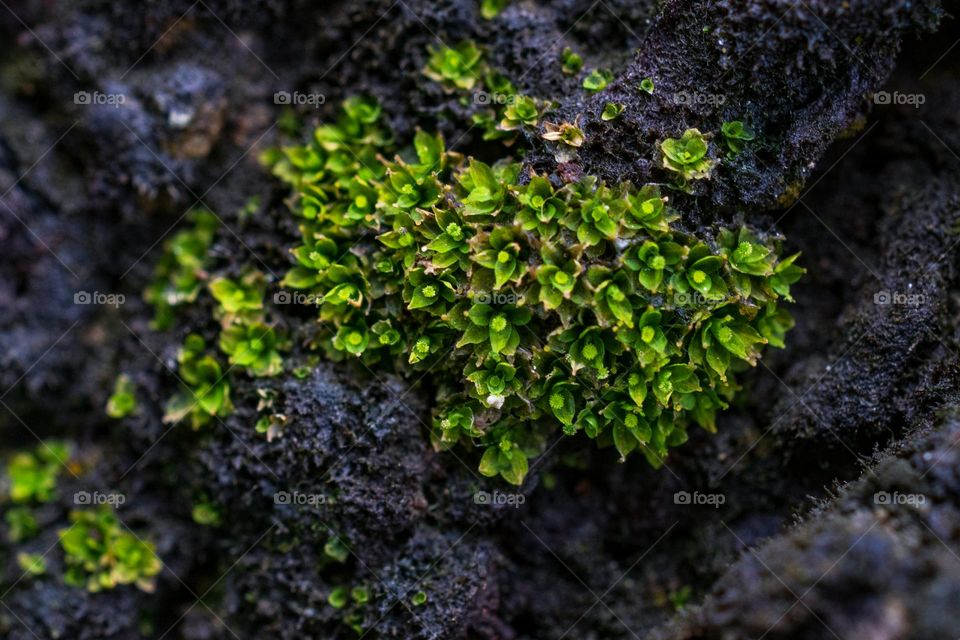 Blooming Moss
