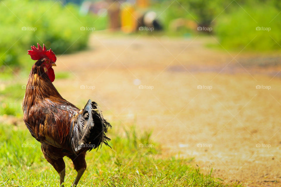 A rooster in farm