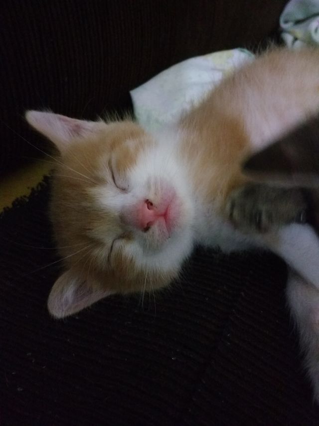 gato dormindo