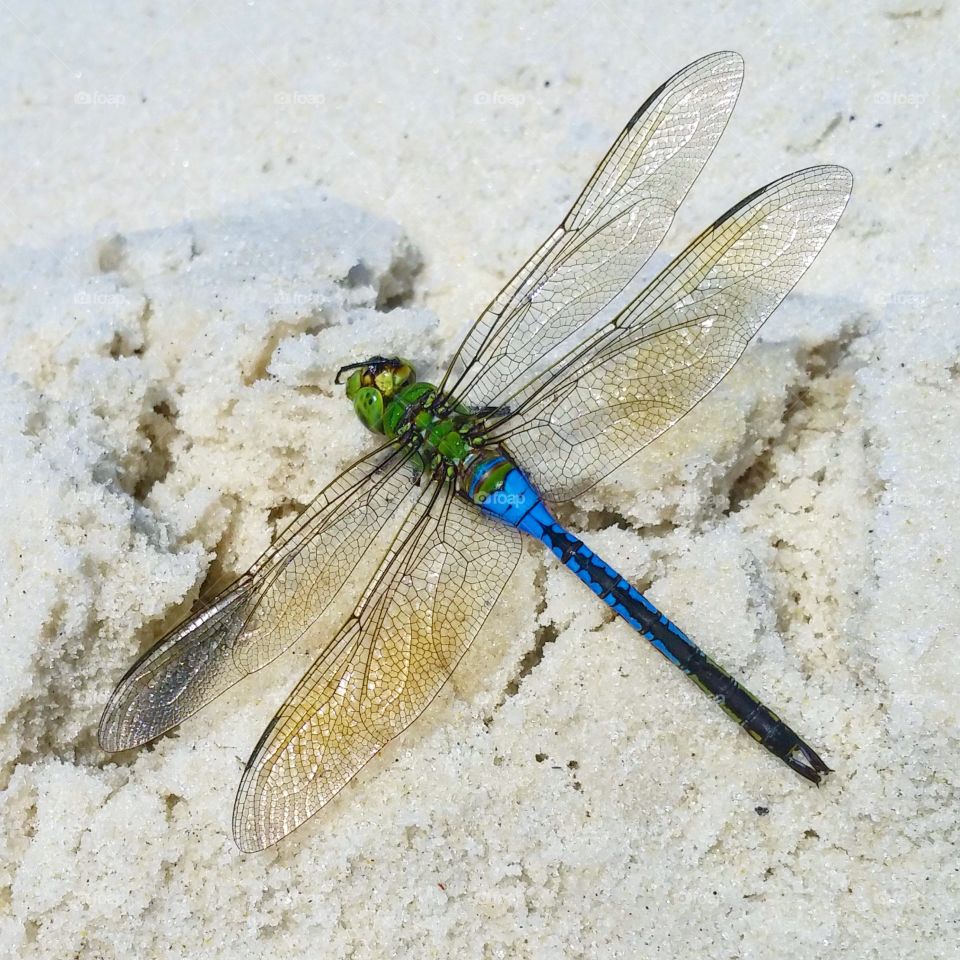 dragonfly this