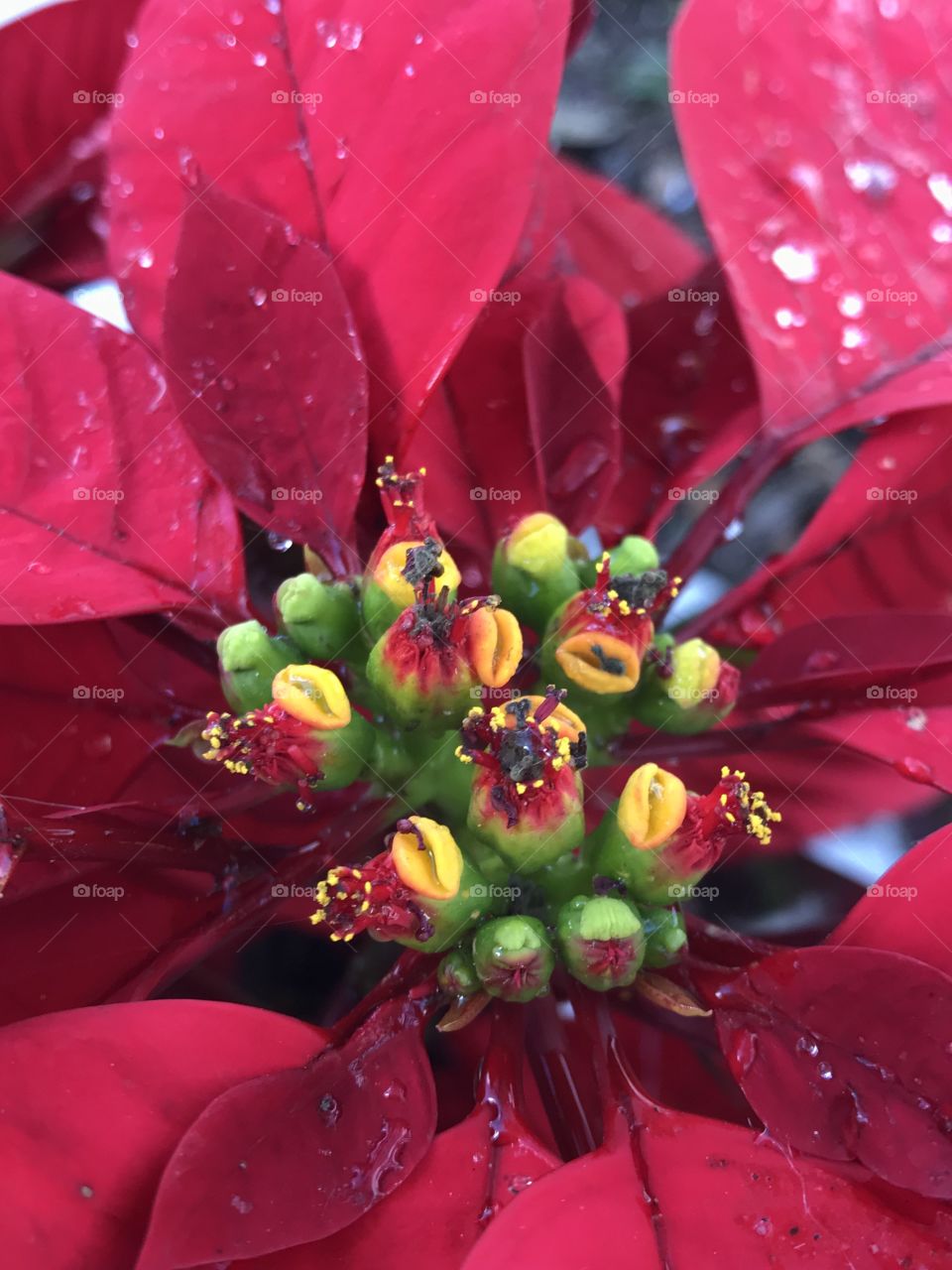 Macro shot of Poinsettia plant