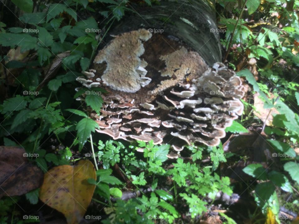 Mushrooms Just Covering the End of a Fallen Tree in a Forest 