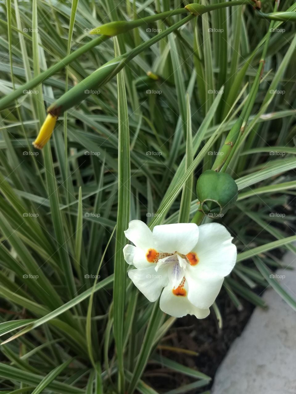 white Flower and leaves
