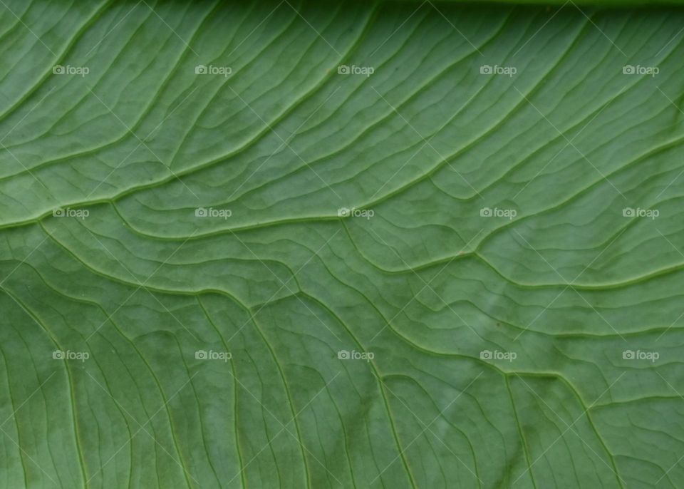 the network of leaf's vein and it's detail