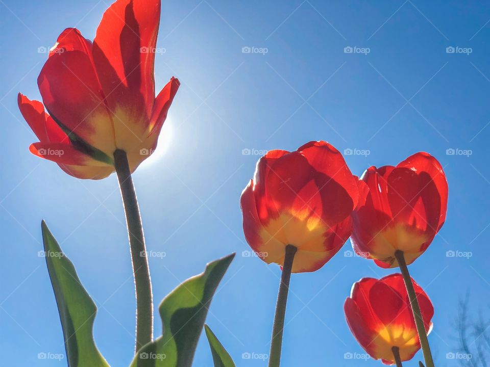 Colorful tulips 