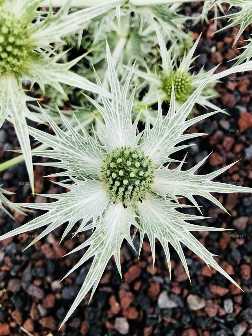 flowers in a summer park 