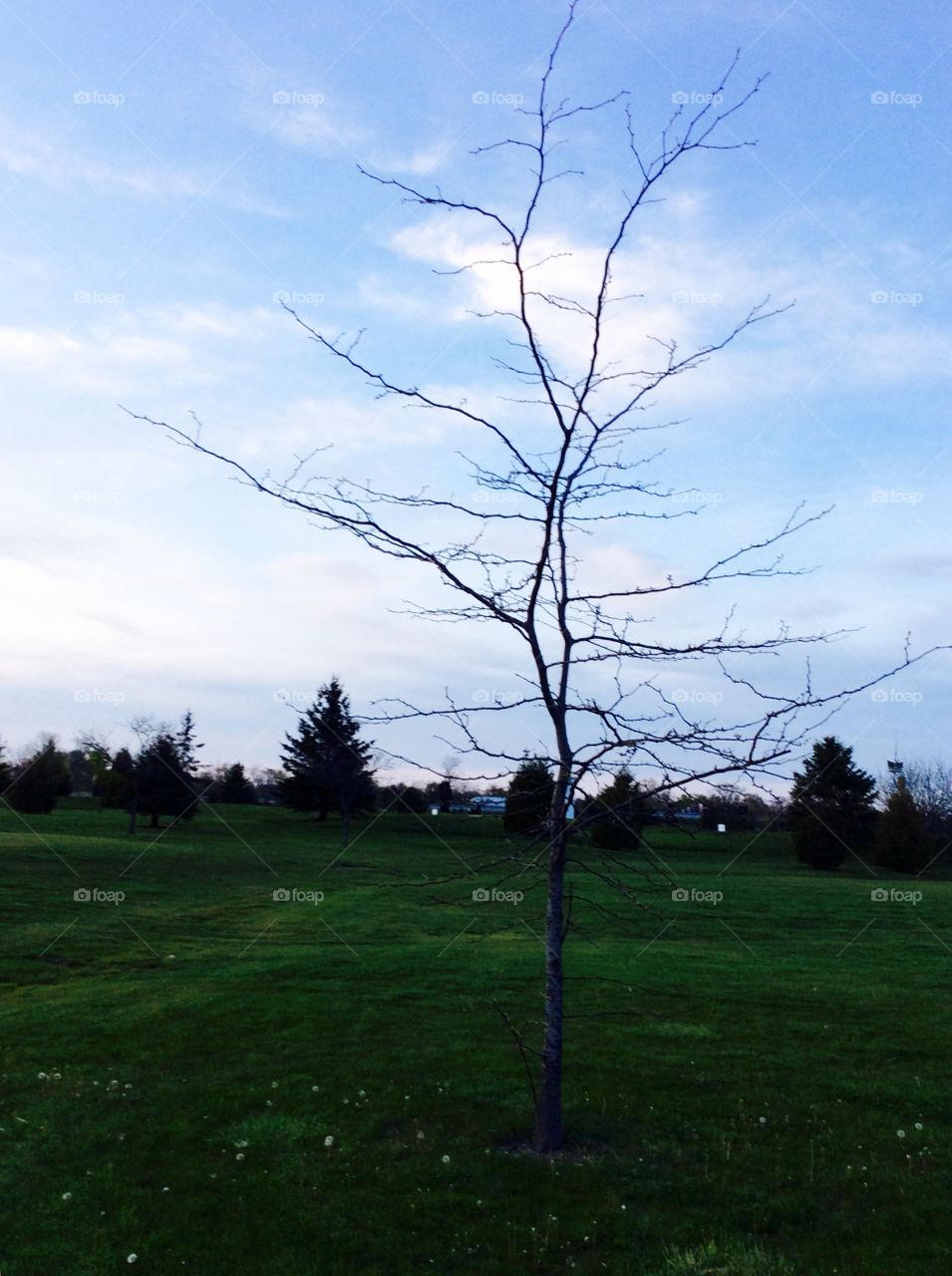 Blue sky and bare tree