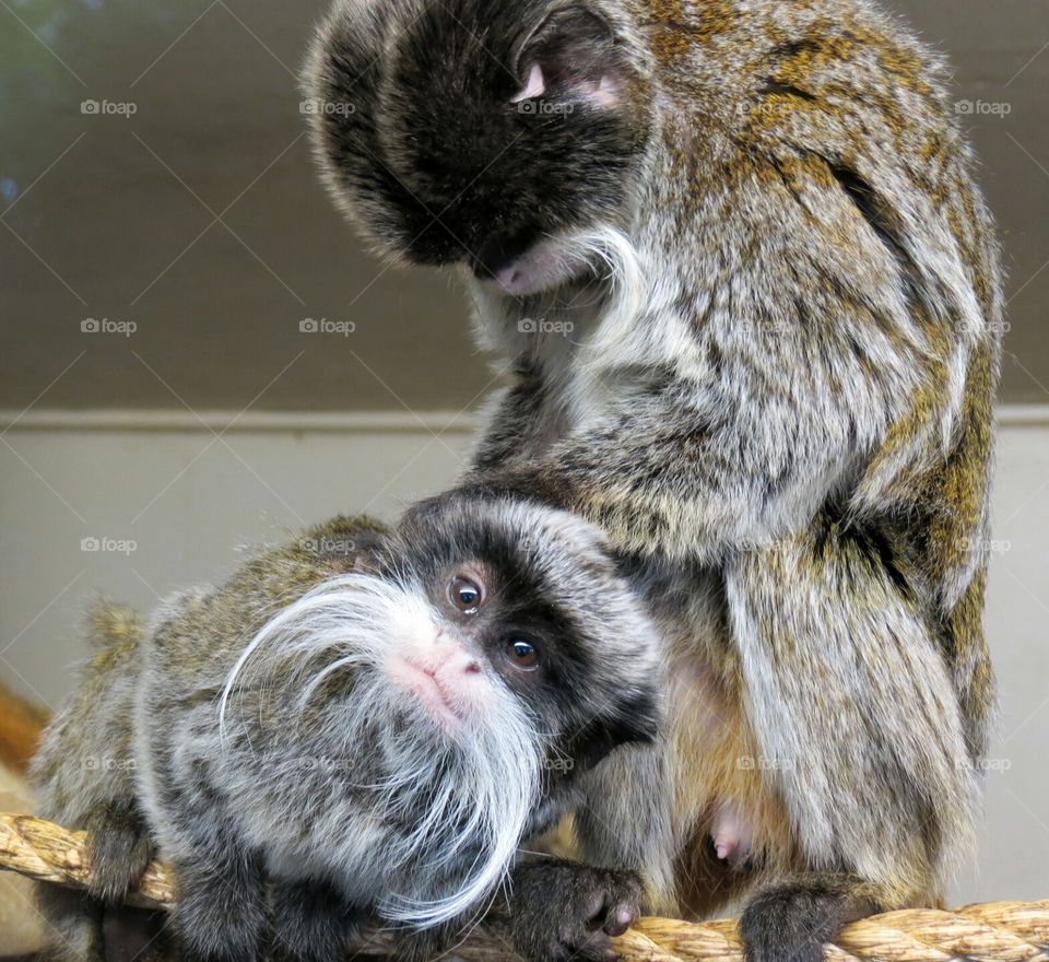 Monkey love. Taken at Blackpool Zoo