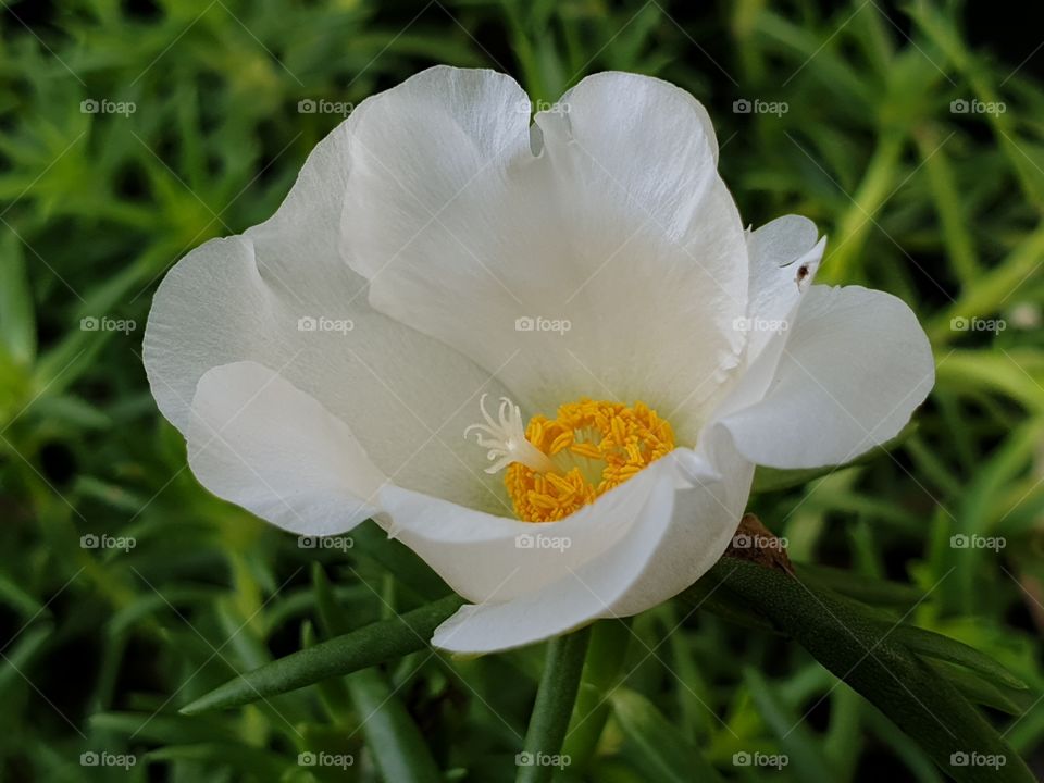 beautiful flowers in my garden