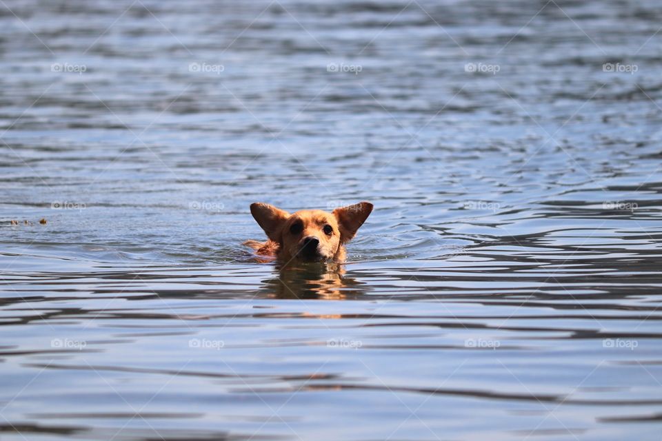 Chiweeniepoo swimming in the ocean during summer.
