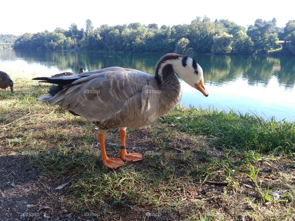Duck on the river