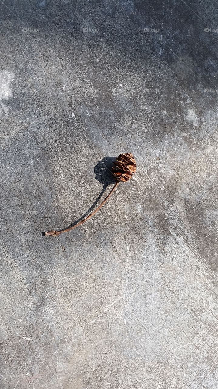 Mini pine. Found it near shaolin temple