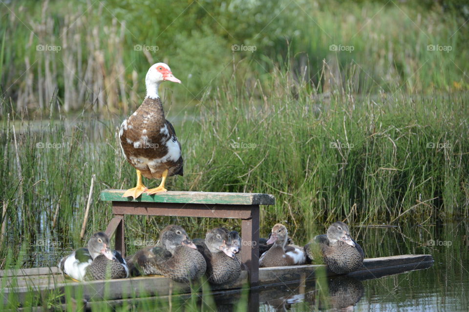 Close-up of a duck on wood