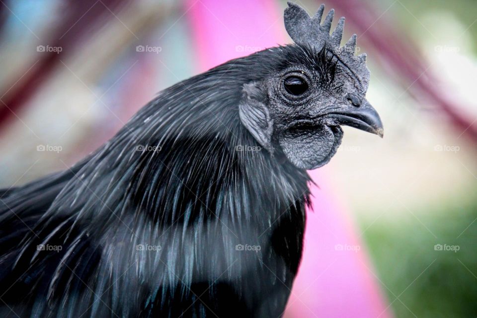 Black chicken