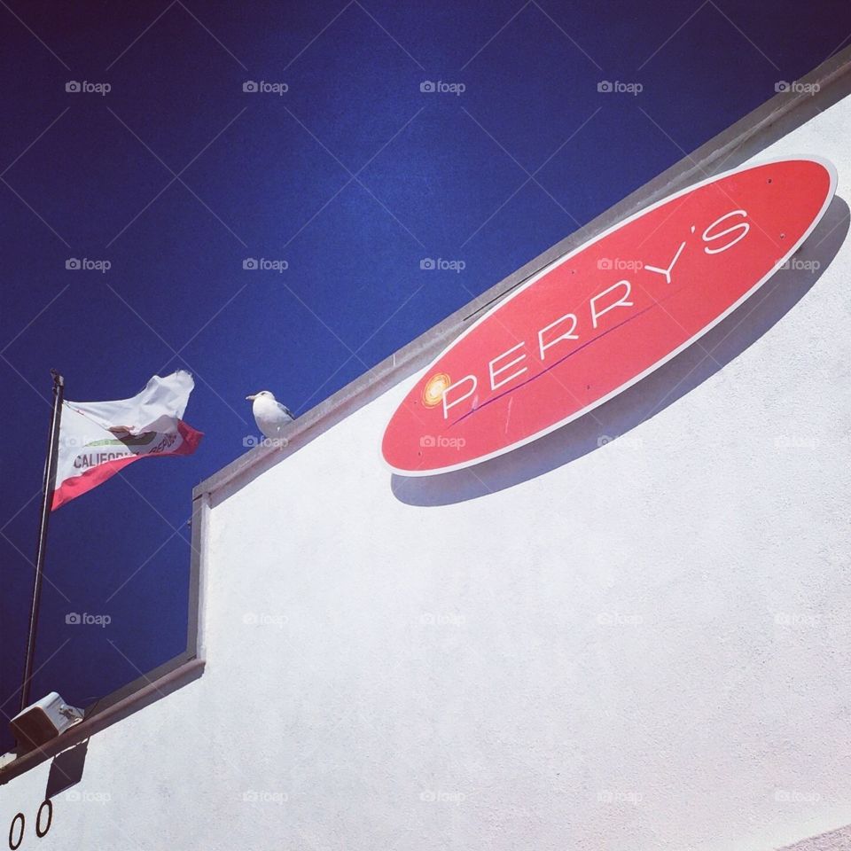 Seagull at Perry's Cafe . Taken in Venice Beach, CA. 